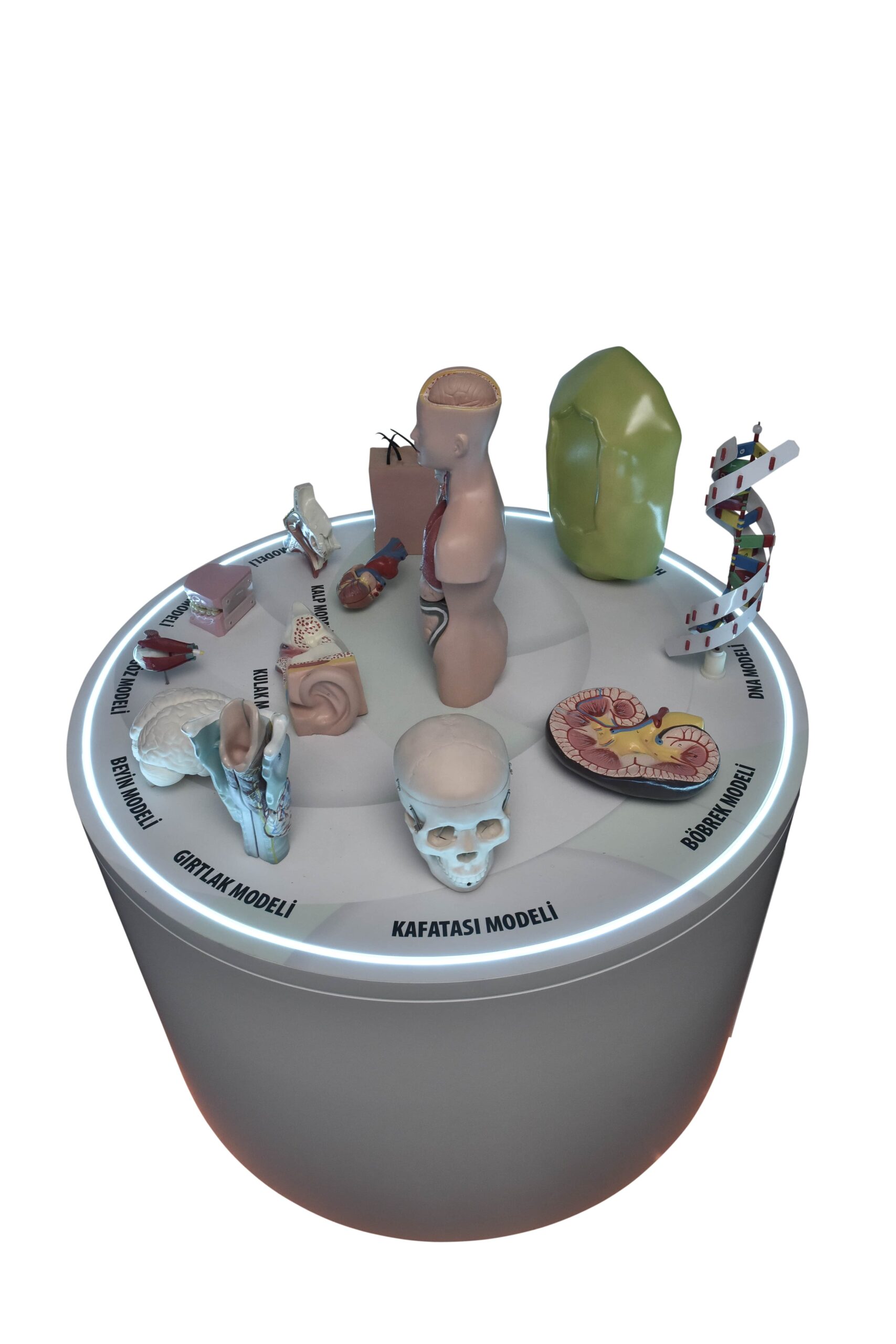 anatomik_modeller_1