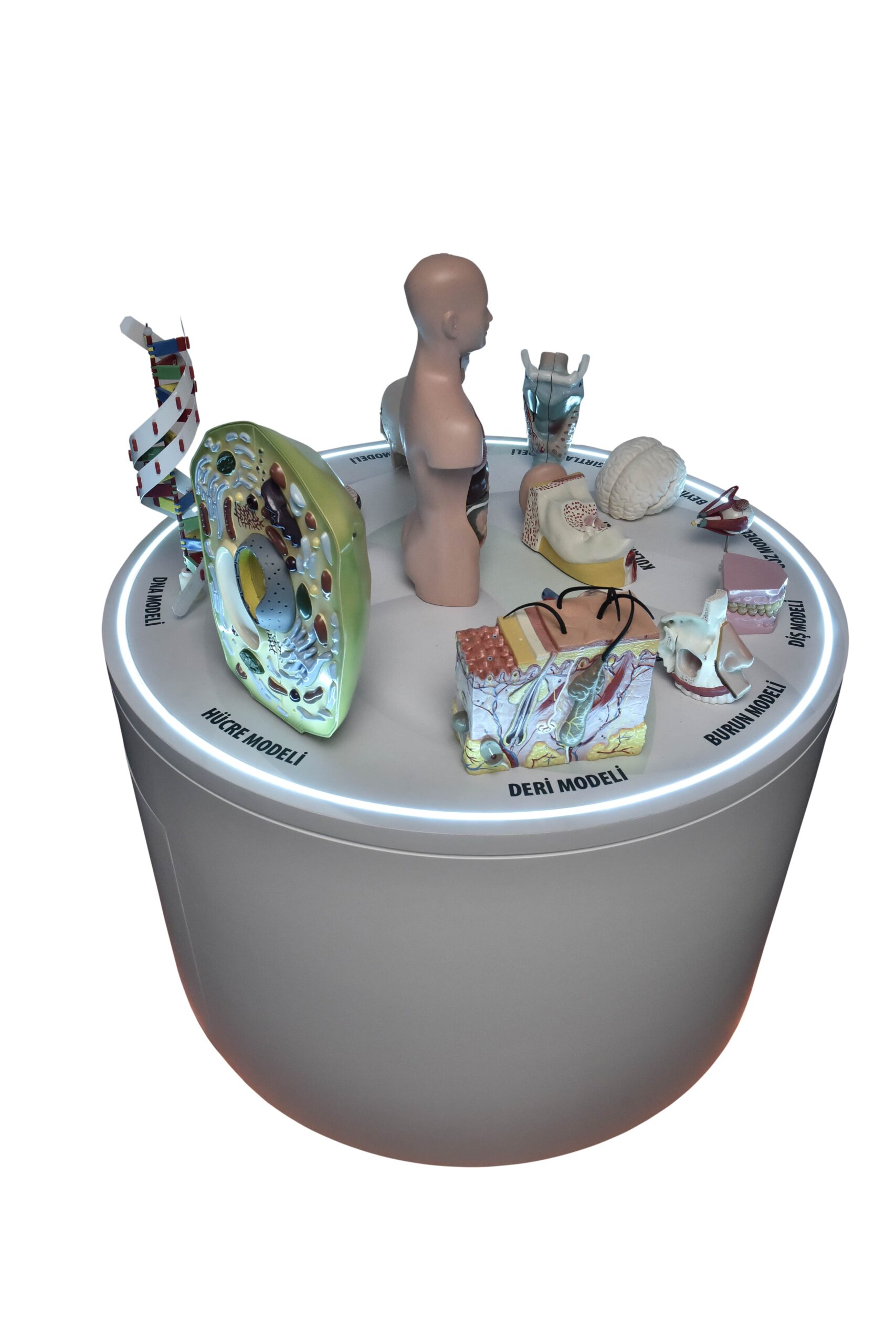 anatomik_modeller_2